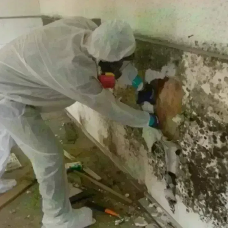 Mold Remediation and Removal in Tarpon Springs, FL